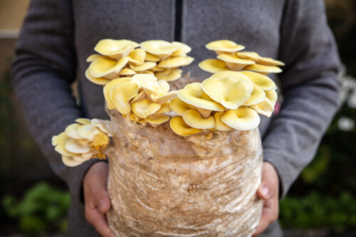 Unseen person holding mushroom substrate bag